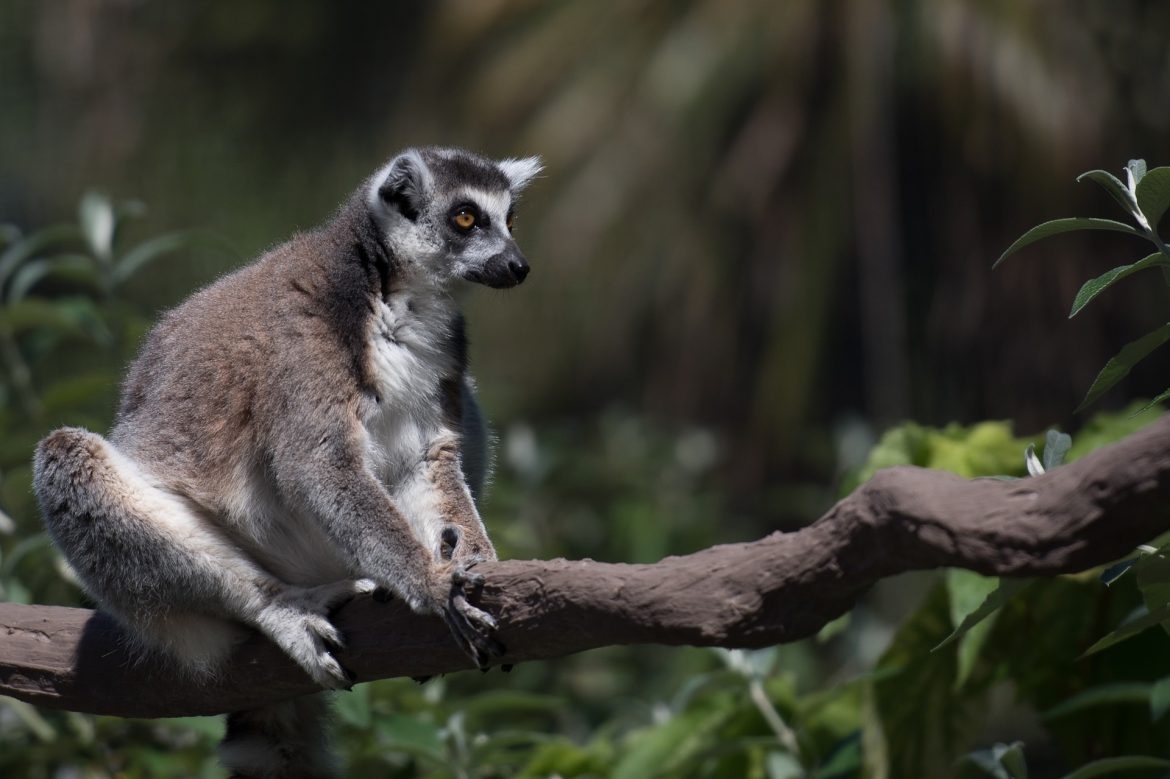 Tourisme à madagascar