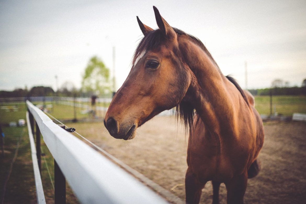 cheval en repos au manège