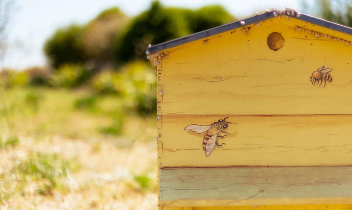Trouver des ruches pour se lancer dans l’apiculture