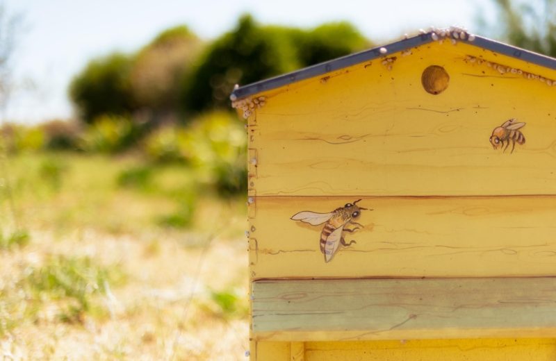 Trouver des ruches pour se lancer dans l’apiculture