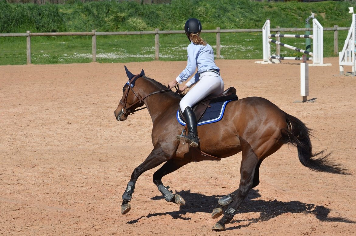 sangle bavette pour concours equitation