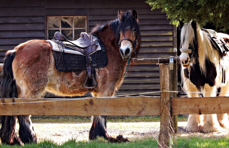 Comment bien choisir son tapis de selle pour l’équitation ?
