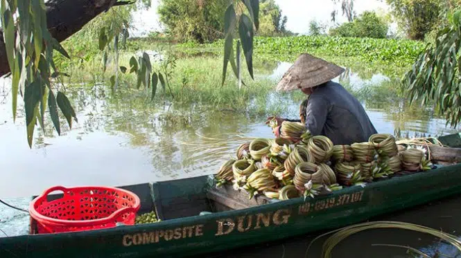 La  saison des fleurs de nénuphar extatiques au delta du Mekong – Vietnam
