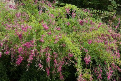 Desmodium