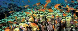 récif corallien en asie pour faire de la plongée