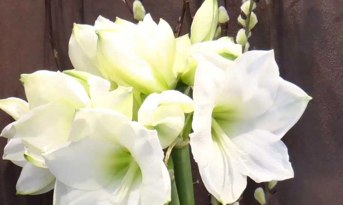 Côté Fleurs, arrangements floraux et décoration florale