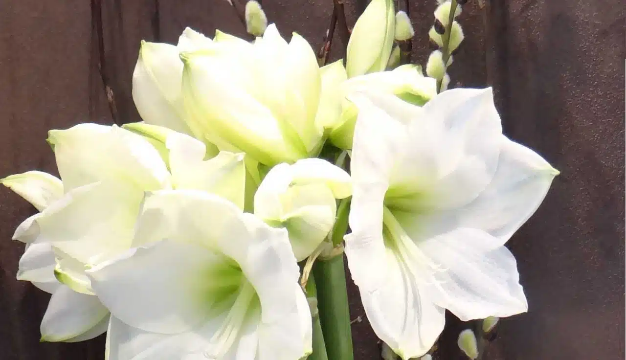 Côté fleur