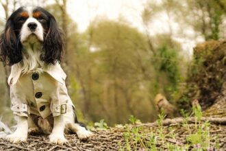 Manteau-pour-chien-Trench