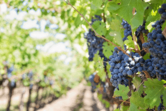Vignes des grands crus de Bordeaux sous un ciel ensoleillé