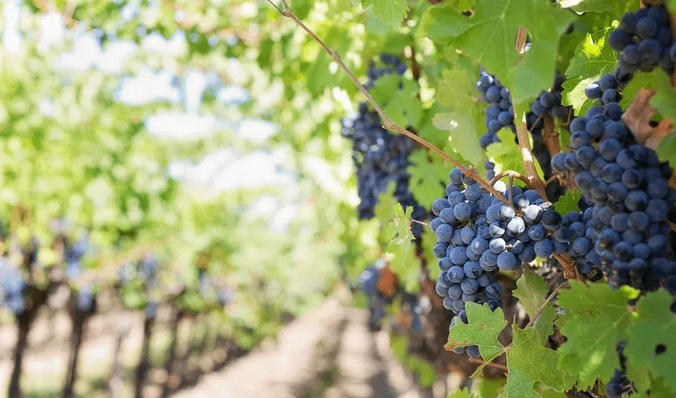 Découvrir les grands vins de Bordeaux en ligne