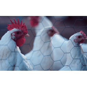 grillage a poule cote-cloture