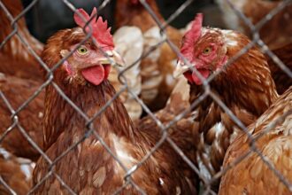 grillage à poule pour installer un poulailler