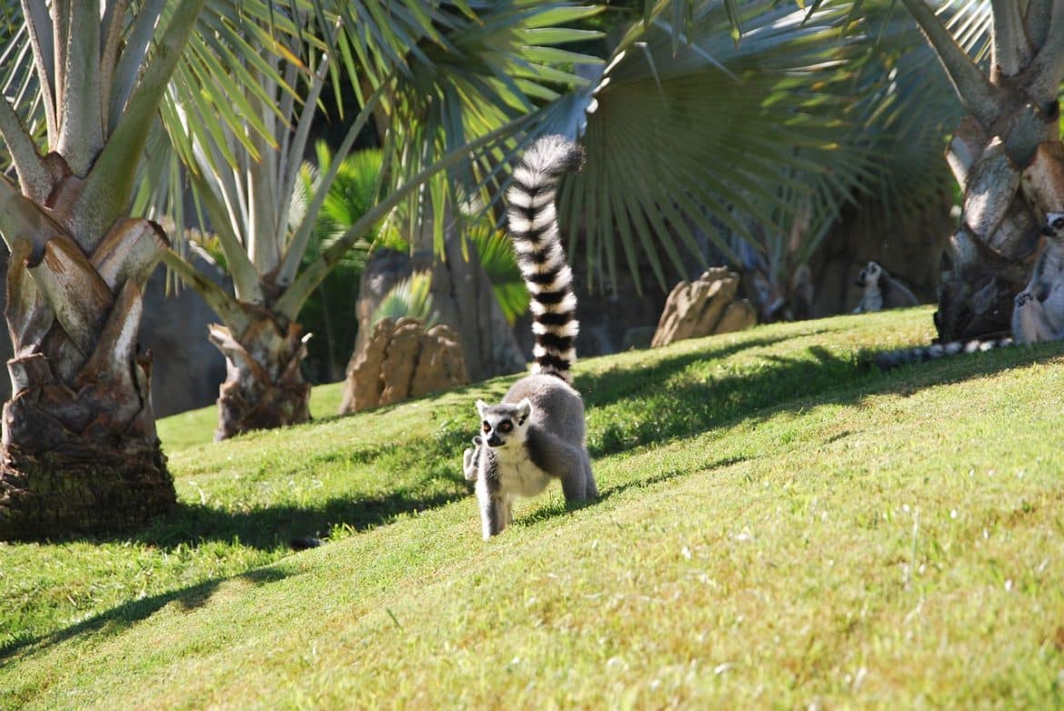 location 4X4 madagascar