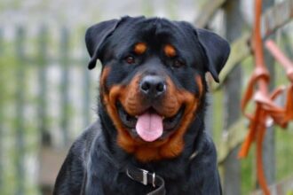 Assurance chien categorie 2