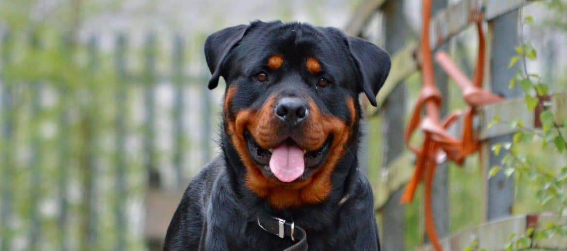 Assurance chien categorie 2