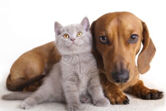 Croquettes et soins pour chat, un budget à prévoir
