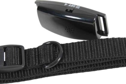 collier électrique chien
