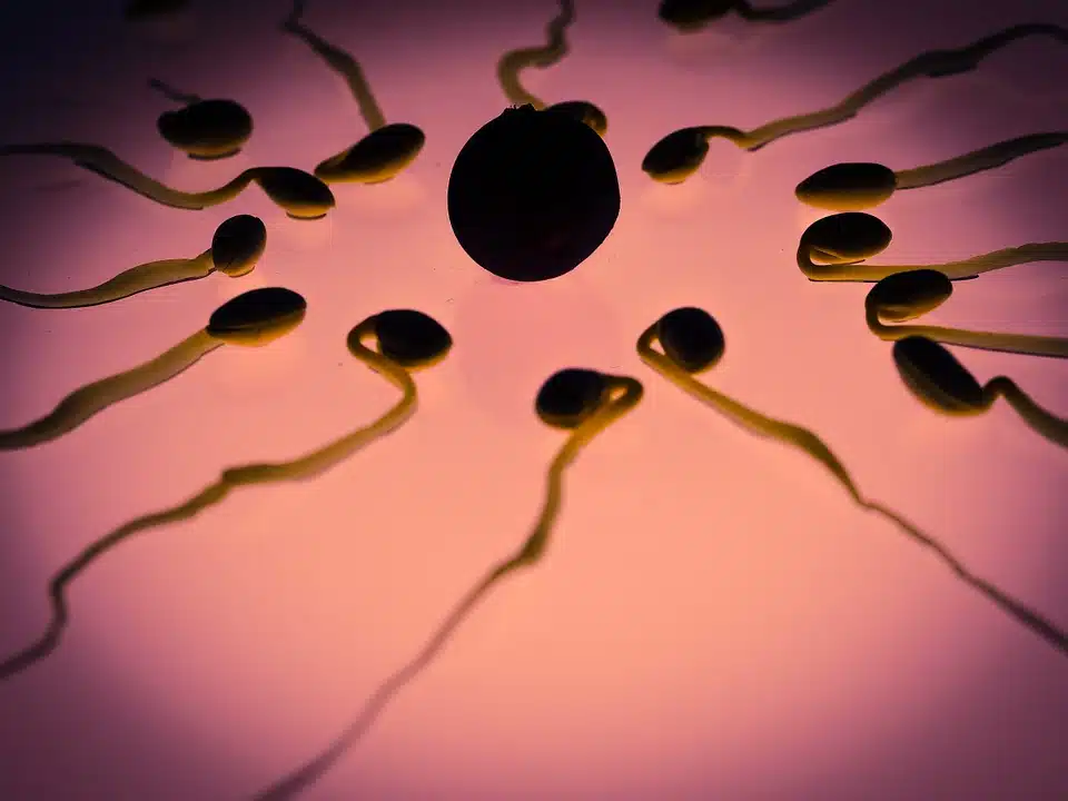 Fertilité: comment connaître sa période de fécondité?