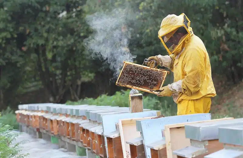 Bien choisir sa ruche Dadant