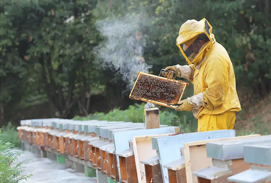 Bien choisir sa ruche Dadant