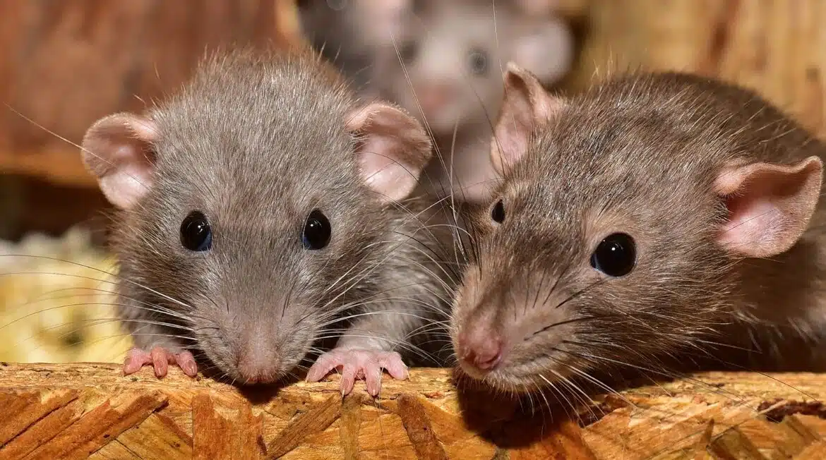 Comment repousser les rats 	dans sa propriété ?