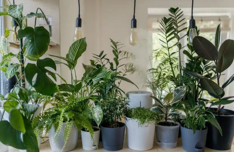5 plantes grimpantes pour un jardin à l’ombre