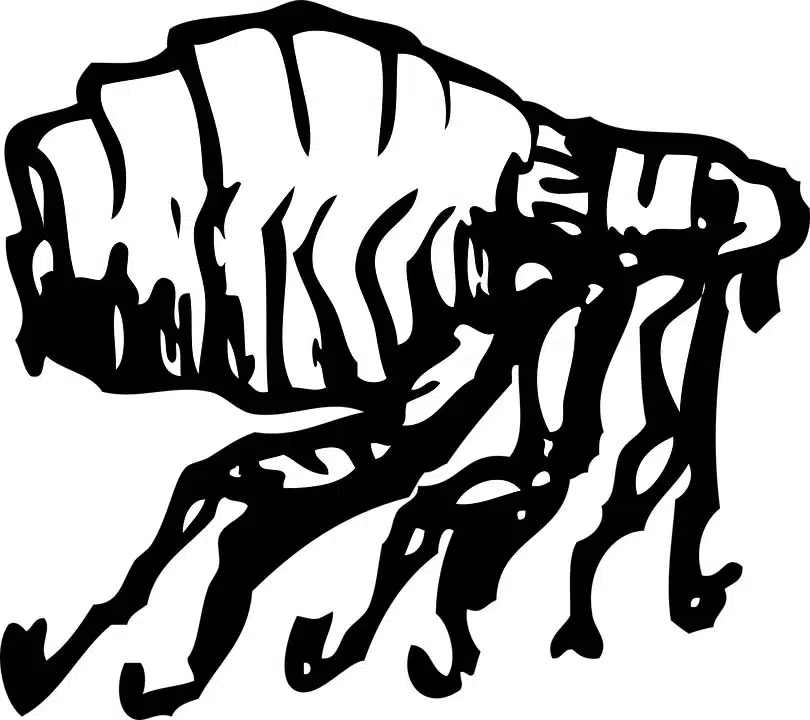 insectes invasion