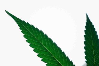Réglementation sur la culture du CBD en France et au Québec