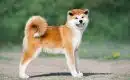 Exploration des races de chien japonais les plus anciennes et les plus populaires