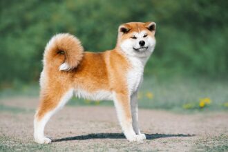 Exploration des races de chien japonais les plus anciennes et les plus populaires