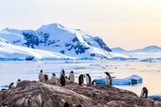 Que faire lors d’un voyage en Antarctique ?