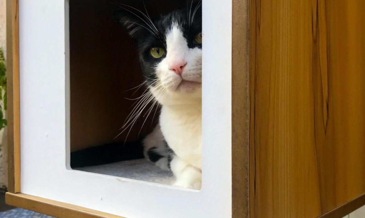 Arbre à chat en bois : un choix élégant et ludique !