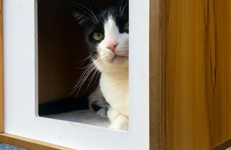 Arbre à chat en bois : un choix élégant et ludique !