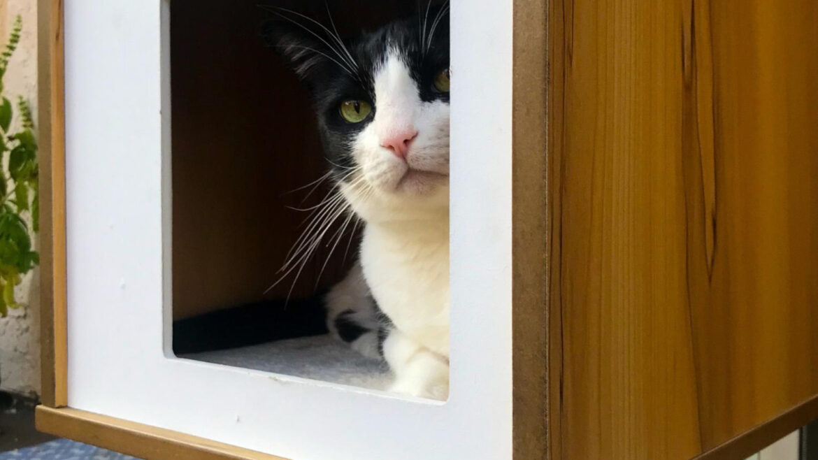 Arbre à chat en bois : un choix élégant et ludique !