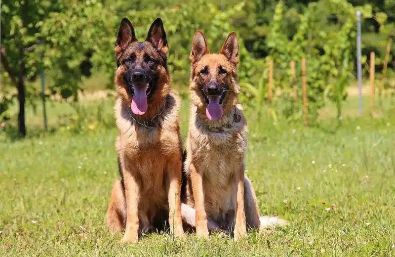 Quel sont les gros chiens les plus adoptés en France cette année ?