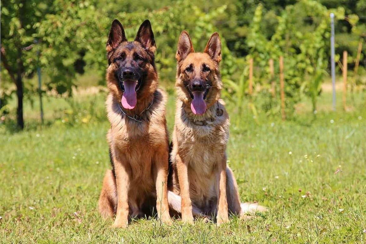De beaux bergers allemands