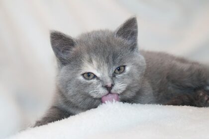 Chat
