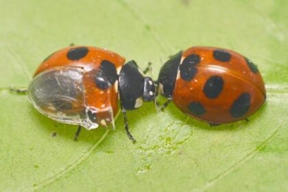 Innovation: quand le parapluie s'inspire des coccinelles