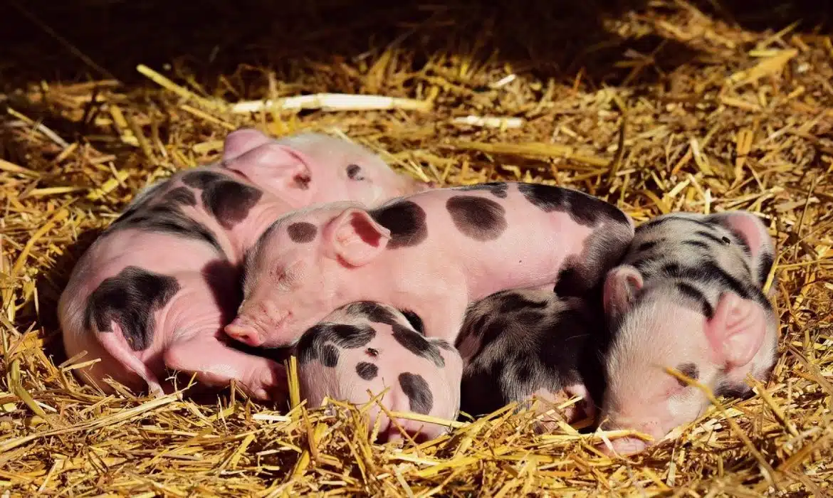 Comment tout connaitre de l’élevage porcin ?