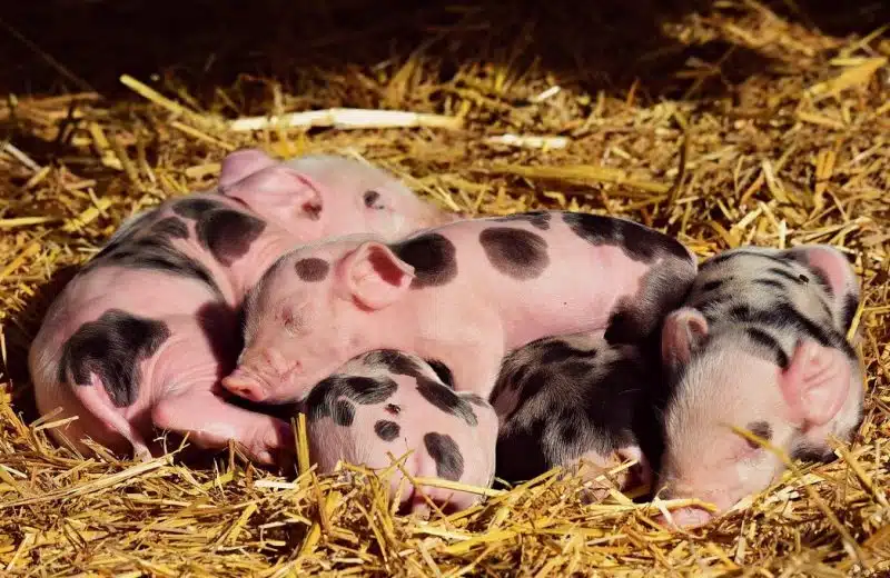 Comment tout connaitre de l'élevage porcin ?