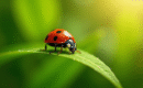 L’incroyable histoire de la coccinelle venimeuse