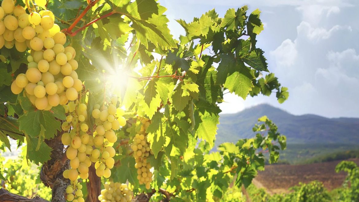 Comment le vin naturel a chassé le chimique pour respecter la nature