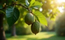 La magie du noyer : un atout intemporel pour ton jardin