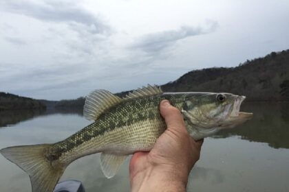 La pêche à la carpe