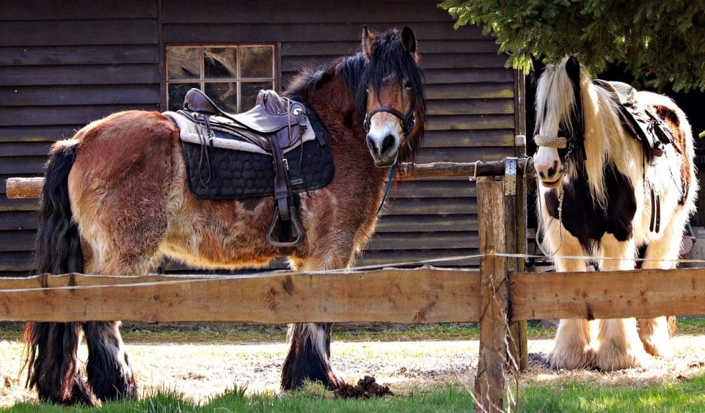Comment bien choisir son tapis de selle pour l’équitation ?