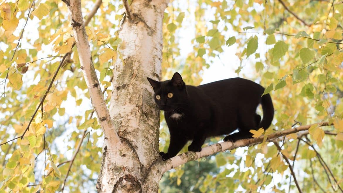 Un parc de loisirs vous propose une activité fantastique : l'accrobranche !